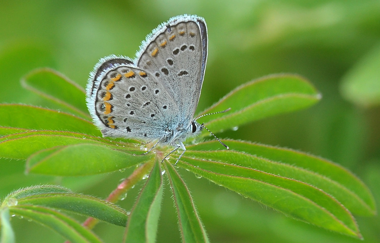 Karner blue butterfly